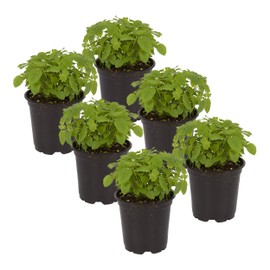 Live Aromatic and Edible Herb - Lemon Balm (4 Per Pack), Naturally Reduces Stress and Improves Air Quality, 8" Tall by 4" Wide