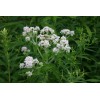 300 Common Boneset Seeds - Eupatorium perfoliatum - None-GMO Medicinal
