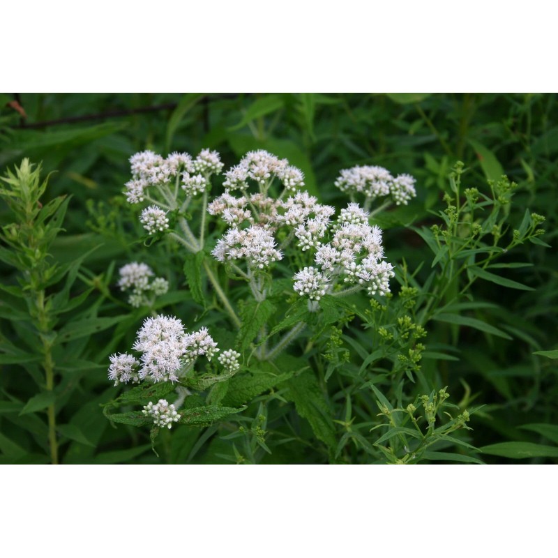 300 Common Boneset Seeds - Eupatorium perfoliatum - None-GMO Medicinal