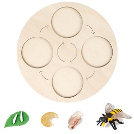 Insects Life Cycle Kit Stages of Insect with Wooden Tray Educational School Project for Kids Teaching Tools for Students