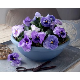 The HC Companies 13 Inch Garden Bowl Planter - Shallow Plant Pot with Drainage Plug for Indoor Outdoor Flowers, Herbs, Slate Blue (2 Pack)