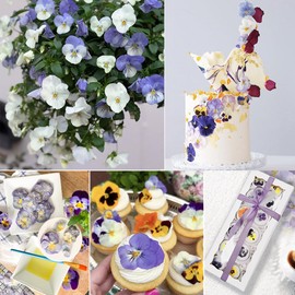 TrendCart 48 Pcs Viola Pansy Dried Pressed Flowers for Crafts,Real Nature Dry Flower Bulk for Resin Jewelry Making Candle Making Frame Decoration Art Floral Decors
