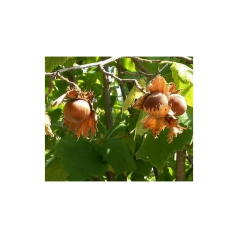 Hazelnuts Filberts Raw (3 LB)