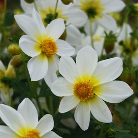 Outsidepride 500 Seeds Annual Dahlia Mignon White Flower Seeds for Planting