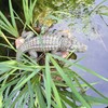 Call of the Wild HomeStyles 99750 Alligator 22" L Natural