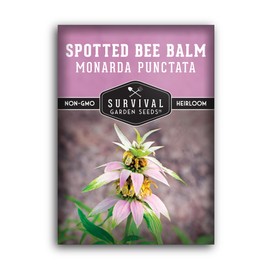 Survival Garden Seeds - Spotted Bee Balm Seed for Planting - 1 Packet with Instructions to Plant & Grow Monarda Punctata Your Home Herb Garden - Dotted Mint Wildflower Non-GMO Heirloom Variety