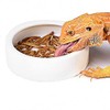 RunXF Reptiles Bowl Ceramics Dish 3.9 x 1 inch Round