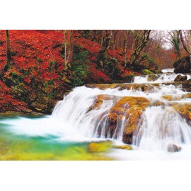 4SEASONS09 - BEAUTIFUL SUMMER PLANTS, LEAVES AND BLOOM ALONG THE WHISPERING COOL SUMMER STREAM - - A FOUR SEASONS Fantastic Postcard from HibiscusExpress