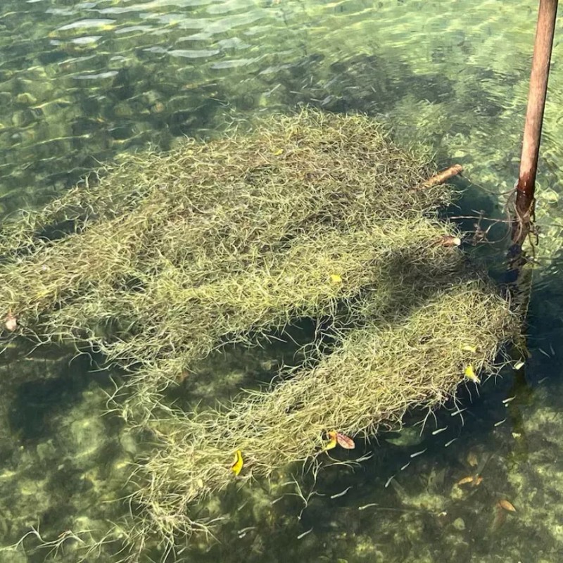 Photon Reef Live Flowering Spanish Moss Hanging on Oak Branch