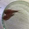 GreenWaterFarm Triops Red Longicaudatus Eggs for Hatching and Culture Suitable