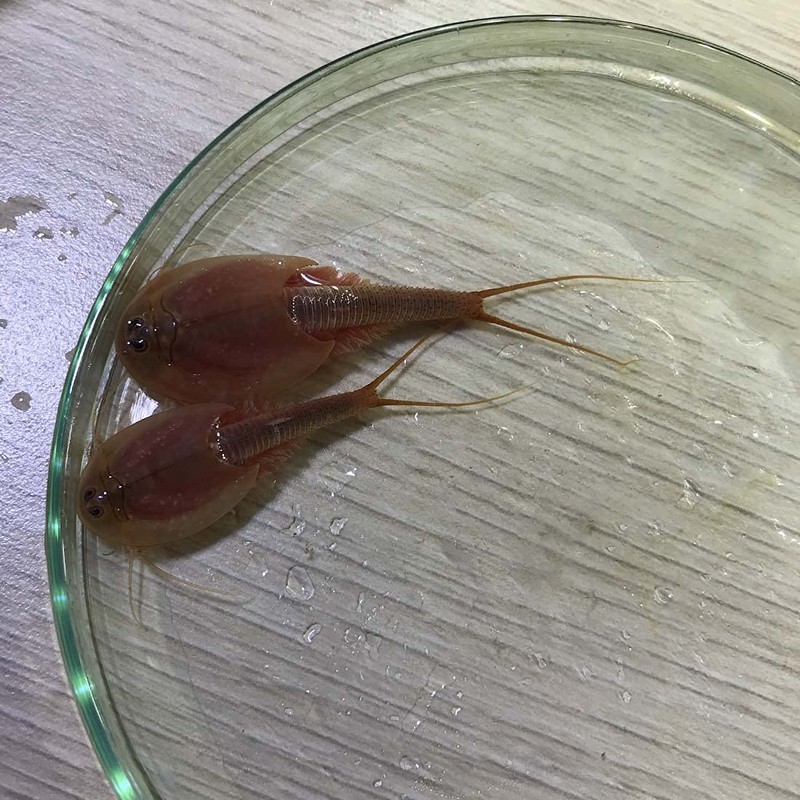 GreenWaterFarm Triops Red Longicaudatus Eggs for Hatching and Culture Suitable