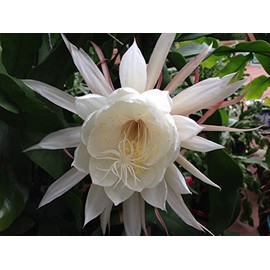 Two Queen of Night Orchid Cactus Epiphyllum Oxypetalum (White) cuttings+ Gift Small Rosy Swirl Cutting