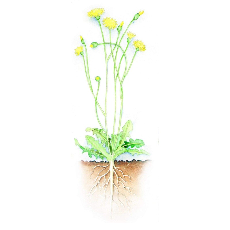 False Dandelion (250 Seeds)