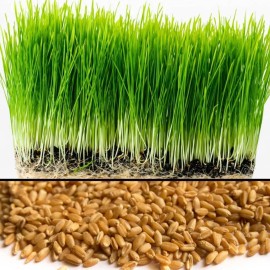 Mai's Family [ WHOLESALE ] Wheat Grass Seed- Guaranteed to Grow, Pets Friendly (USDA Organic) - 2Lbs