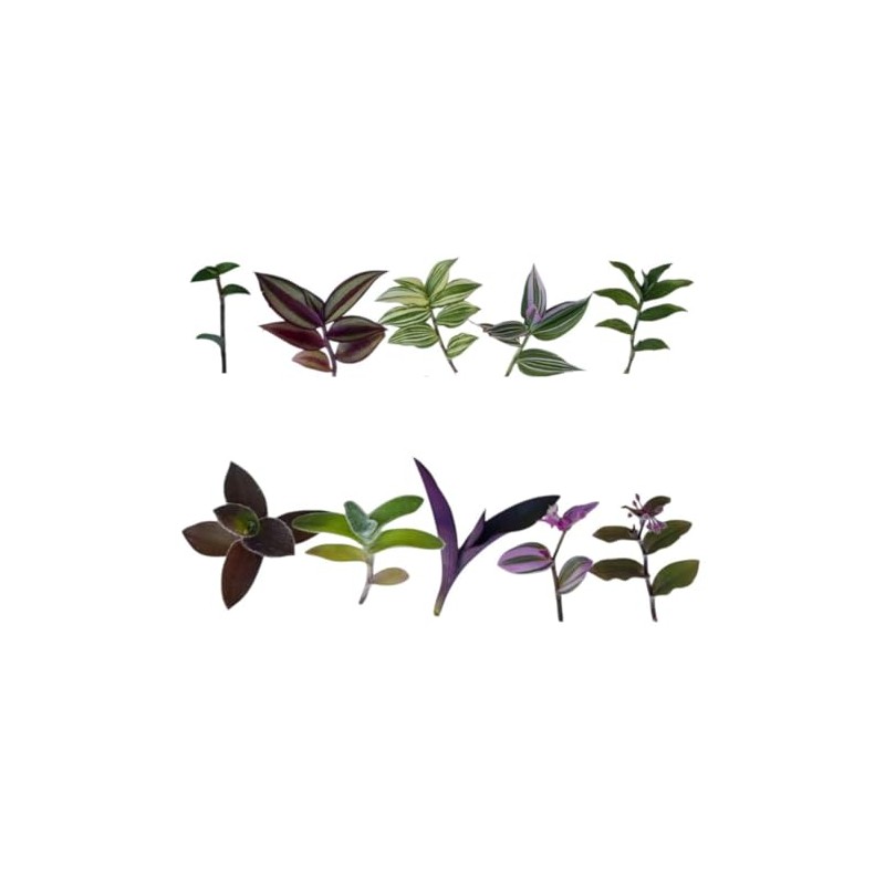 FOLIAGEMS No Root Plant cuttings from USKC (10 Different Types