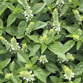 TomorrowSeeds - Lime Basil Seeds - 1500+ Count - For 2025 Planting Ocimum Americanum Kemangi Bai Manglak Maenglak Thai Lemon Balm White Flower Herb Garden Non-GMO Grow Your Own Home Farm Patio Healthy