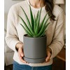 D'vine Dev 4.7 Inch & 6.5 Inch Ceramic Planter Pots
