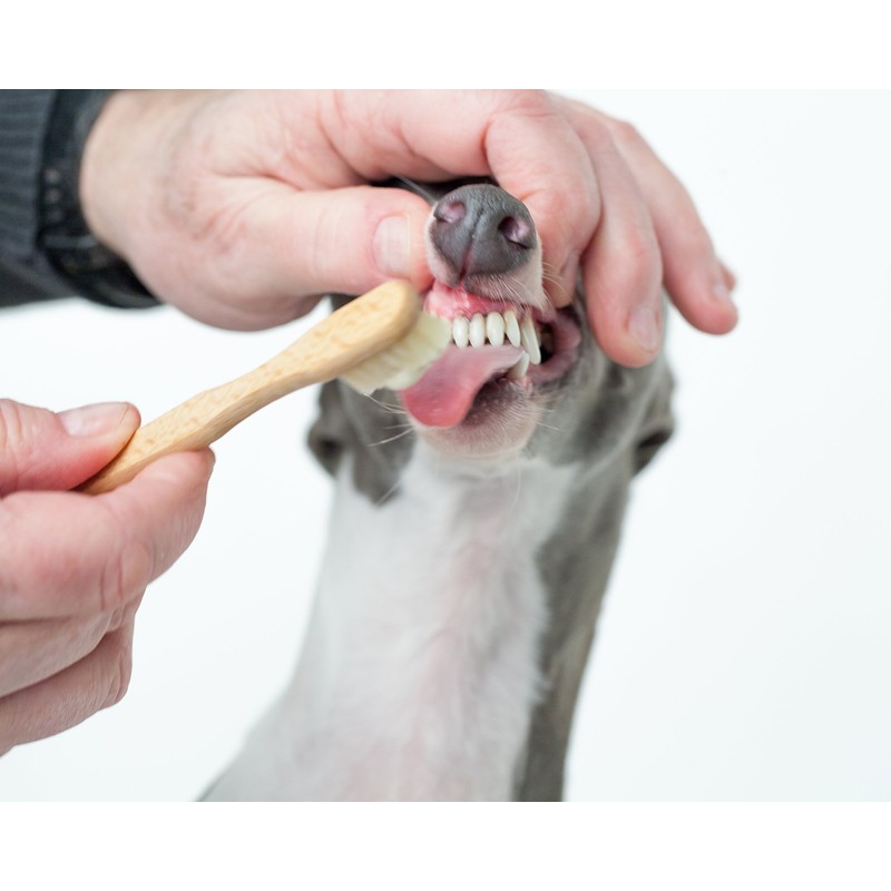 Holzzahnbürste Naturborsten Zahnbürste Zahnpflege Natur