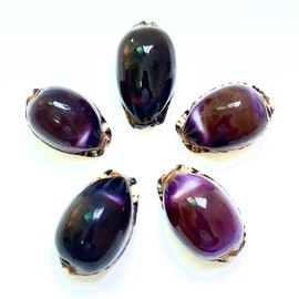 5pcs, Purple Top Conch Shell, Purple Tiger Shell, 1.8-2.2 inches