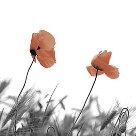 Tischdeko Pack of 20 Serviettes Poppies Flower Meadow Summer