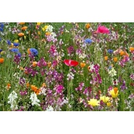 3000+ Seeds Fragrant Garden Mix Wildflowers eldcy (Seeds)