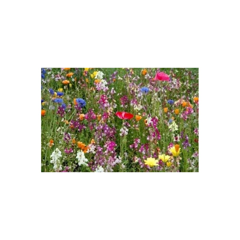 3000+ Seeds Fragrant Garden Mix Wildflowers eldcy (Seeds)