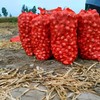 Onions Fresh Mesh Bag 10 Pcs, 20" x31" Potato Storage