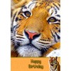 Tiger Birthday Card