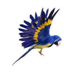Sharplace VARIOUS Decoration Wire Christmas Model Artificial Birds Feathered, Parrot Blue, as described