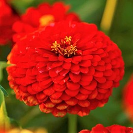 TomorrowSeeds - Cherry Queen Zinnia Seeds - 600+ Count Packet - for 2024 Red Zinnia Elegans Giant Cut and Come Again Heat Tolerant Long Blooms