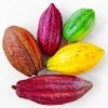 CZ Grain Cacao Tree Seeds for Planting Wet Cocoa Seeds
