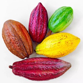 CZ Grain Cacao Tree Seeds for Planting Wet Cocoa Seeds Rare, Exotic Cacao Tree Seeds - 2