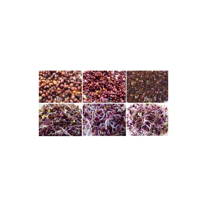 Todd's Seeds Radish Microgreen & Sprouting Seed Sampler - Includes