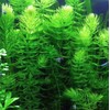Generic Half Price Joe's 20+ Hornwort Plant Branches, green