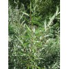 CZ Grain 1 Hybrid Aussie Willow Tree - Fastest Growing