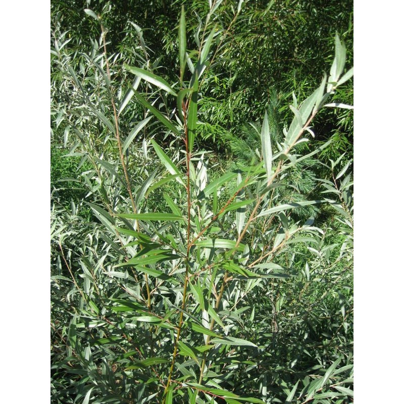 CZ Grain 1 Hybrid Aussie Willow Tree - Fastest Growing