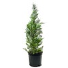 American Plant Exchange Leyland Cypress Tree, Evergreen, 7 Gallon Pot,