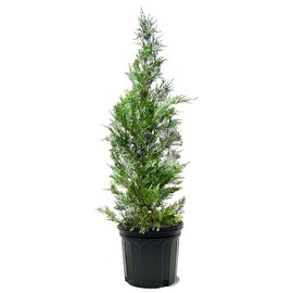 American Plant Exchange Leyland Cypress Tree, Evergreen, 7 Gallon Pot, 2-3ft Tall, Extra Large Outdoor Landscape Garden Plant, Privacy Hedge, Noise Reduction, Easy Care Live Plant, Fast Growing