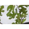 Chicago Hardy Fig Tree - 3 Gallon - Includes Planting