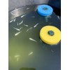 Tomo-chan's Medaka Shop, Eggs, Spawning Floor, 8 Pieces, 4 Colors