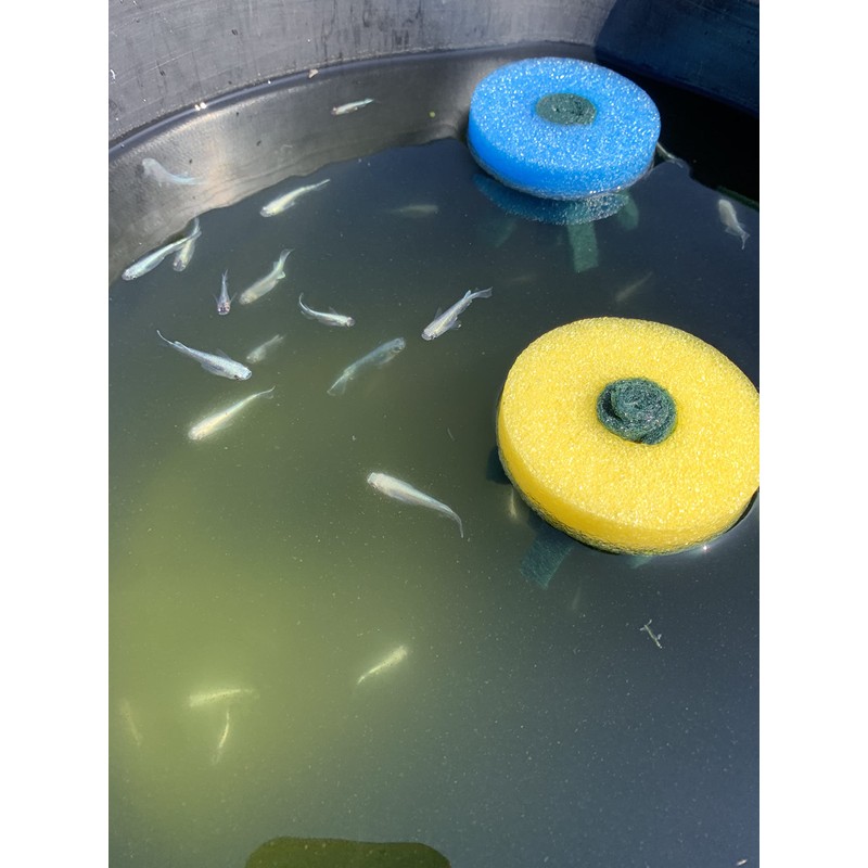 Tomo-chan's Medaka Shop, Eggs, Spawning Floor, 8 Pieces, 4 Colors