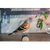 Chaffinch 133x40x45
