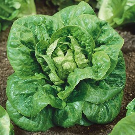 Eden Brothers Lettuce Seeds (Organic) - Little Gem