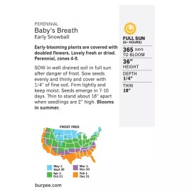 Burpee Early Snowball Baby's Breath Flower Seed Perennial Full Sun Seeds Packet