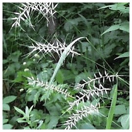 Everwilde Farms - 1 Oz Bottlebrush Grass Native Grass Seeds - Gold Vault