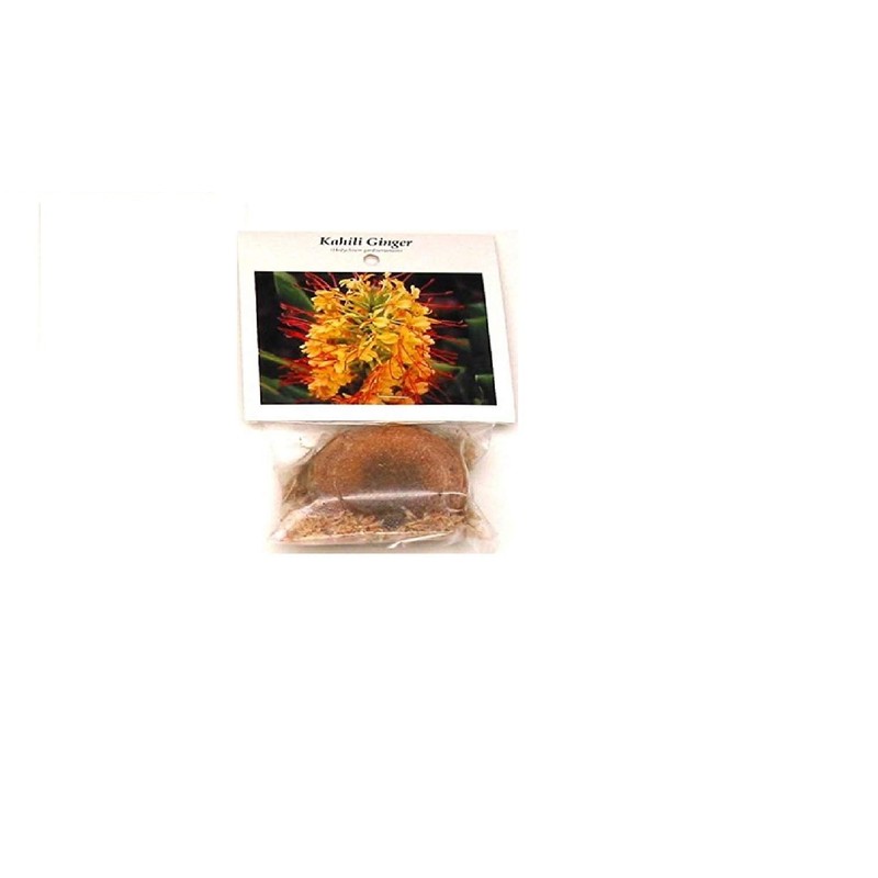 Hawaiian Yellow Kahili Ginger Plant Root (Pack of 5) Grow