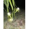 Cactus 2X Queen 12" CACTUS ORCHIDs NIGHT BLOOMING CEREUS