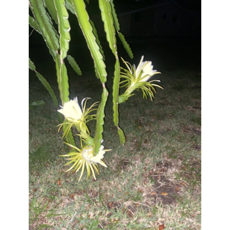 Cactus 2X Queen 12" CACTUS ORCHIDs NIGHT BLOOMING CEREUS