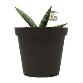 Generic FlowerPotNursery Cylindrical Snake Plant Sansevieria cylindrica Boncel 4"" Pot, Green