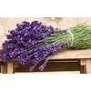 Seeds Lavender Herbs Garden for Planting Non GMO
